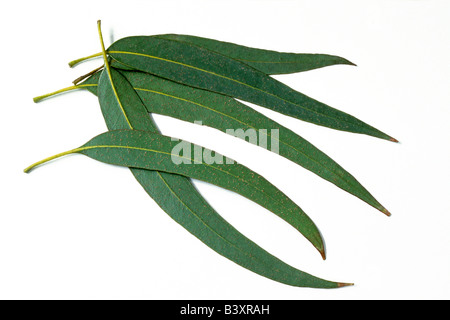 Tasmanian Blue Gum, Blue Gum Eucalyptus (Eucalyptus globulus), leaves Stock Photo