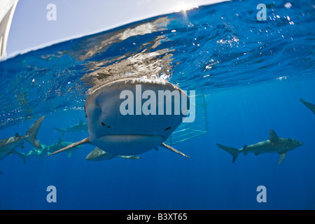 Galapagos Sharks Carcharhinus galapagensis Oahu Pacific Ocean Hawaii USA Stock Photo