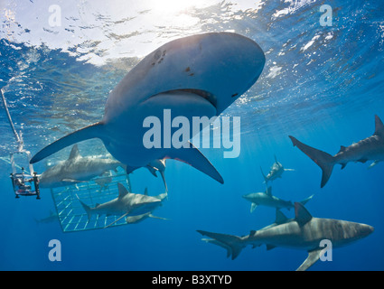 Galapagos Sharks Carcharhinus galapagensis Oahu Pacific Ocean Hawaii USA Stock Photo