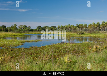 Small lake by the Transpantaneira Road in the Pantanal Mato Grosso do Sul Brazil Stock Photo