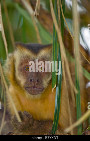 Brown Capuchin Monkey Cebus apella in Mato Grosso do Sul Brazil Stock Photo