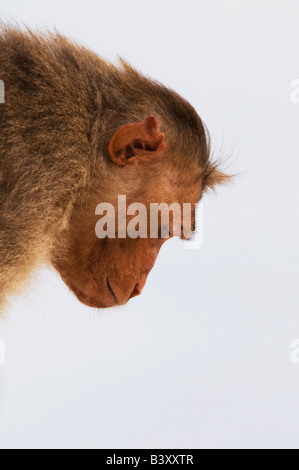 Macaca radiata. Bonnet Macaque monkey face against white background. India Stock Photo