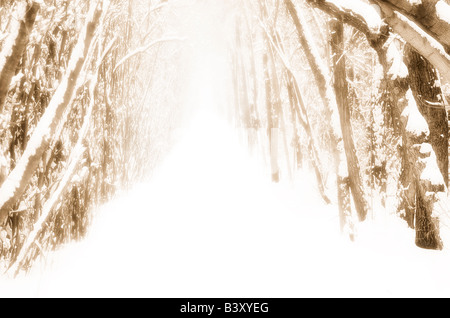Snow-covered path in forest Stock Photo
