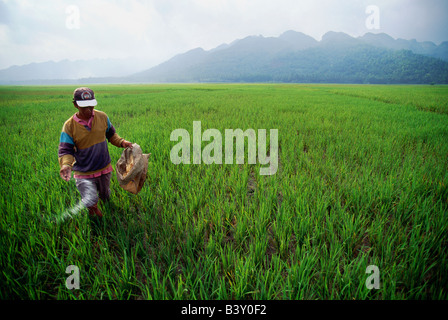 Man hand sewing rice seed in paddies between Adipala & Ayah, south coast of Java, Indonesia Stock Photo