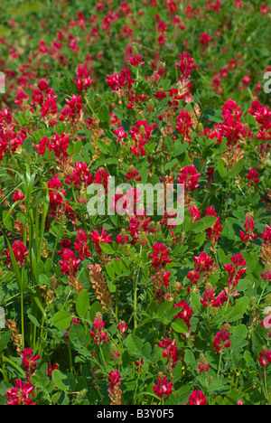 Crimson clover Stock Photo