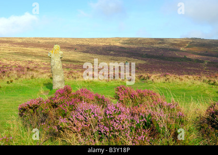 Wild heather in full bloom near the ancient granite memorial Bennetts Cross on Dartmoor National Park in South Devon England Stock Photo