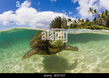 Green Turtle Chelonia mydas Oahu Pacific Ocean Hawaii USA Stock Photo