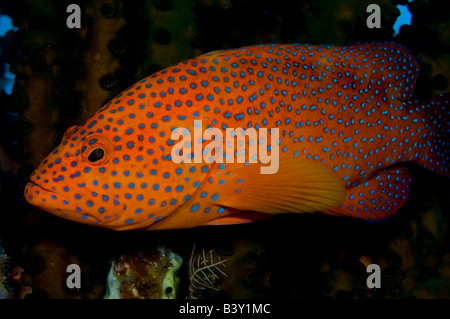 Miniatus Coral Grouper Cephalopholis miniata in Komodo National Park Indonesia Stock Photo