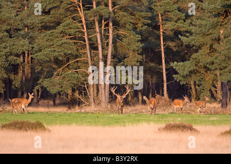 A group of wild Western European red deer (Cervus elaphus elaphus) Stock Photo