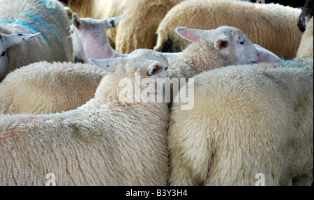 Bahhh Lambs (Sheep) Stock Photo