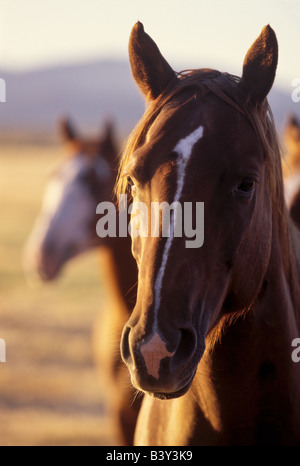 Quarter-horses in early morning light Stock Photo