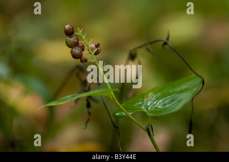Maianthemum bifolium Stock Photo