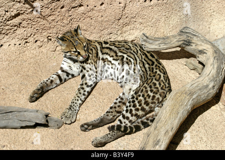 Ocelot Felis pardalis Arizona Sonora Desert Museum Tucson ARIZONA United States 9 April Adult Felidae CAPTIVE Stock Photo