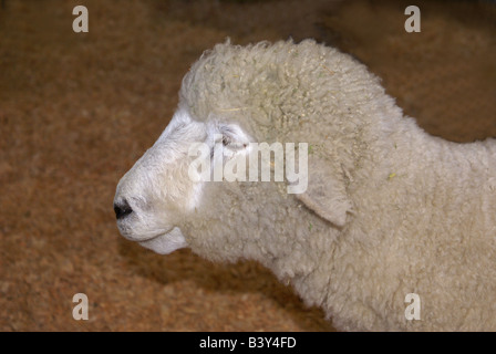 head shot close-up of female sheep silhouetted against blurred background Stock Photo