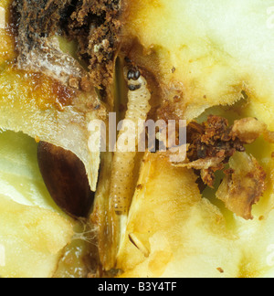 Codling moth Cydia pomonella caterpillar in damaged apple fruit Stock Photo