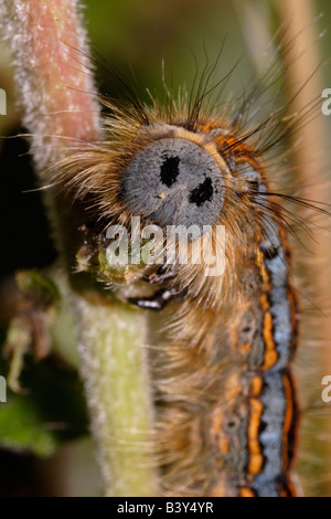 Lackey moth Malacosoma neustria  face false eyes eyespots eye-spots head caterpillar eating birch UK Stock Photo