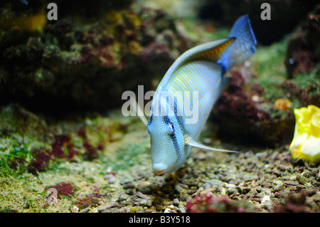 Red Sea sailfin tang Stock Photo
