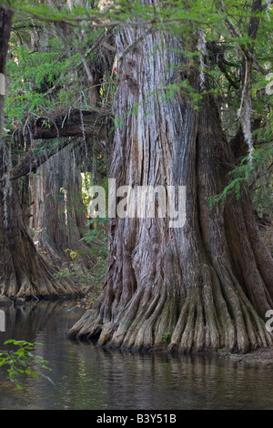 pantano swamp tree Mexico Stock Photo