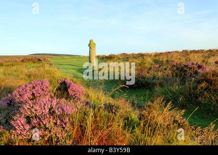 Wild heather in full bloom near the ancient granite memorial Bennetts Cross on Dartmoor National Park in South Devon England Stock Photo