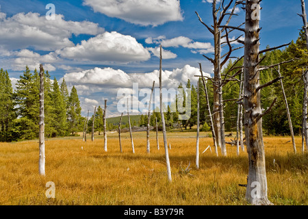 Dead trees Bobbysocks trees with puffy white clouds Yellowstone National Park WY Stock Photo