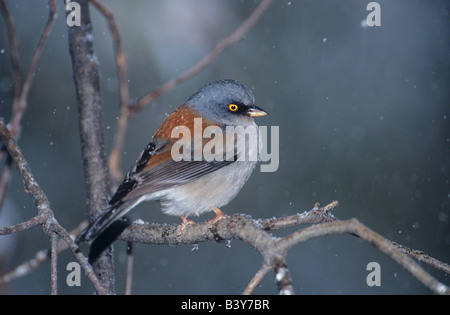 USA, Arizona, Madera Canyon. Yellow-eyed junco perched on branch in snowstorm. Stock Photo