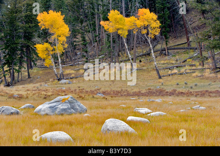 White rocks and fall colored aspen trees in meadow Yellowstone National Park WY Stock Photo