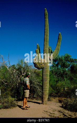 North America, USA, Arizona, Phoenix. Desert Botanical Garden, crested saguaro cactus showing rare & unusual growth. Stock Photo