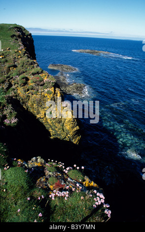 Scotland, Orkney Islands, Fair Isle. Sea pinks on the cliffs of Fair Isle Stock Photo