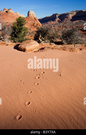 Stock photo of animal tracks in the sand is the Coyote Buttes area of Arizona and Utah Stock Photo
