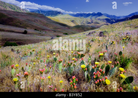 Prickly pear cactus in Imnaha Gorge. Hells Canyon National Recreation Area, OR Stock Photo