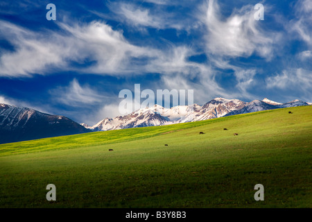 Cows graziing in pasture with wallowa mountains Oregon Stock Photo