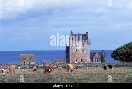 Scotland, Wick, Caithness, Cattle graze in a field in front of Ackergill Tower on the Caithness coast Stock Photo