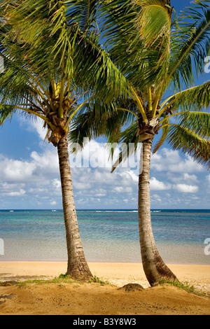 Two palm trees at Anini Beach Kauai Hawaii Stock Photo