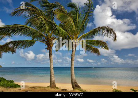 Two palm trees at Anini Beach Kauai Hawaii Stock Photo