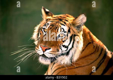 USA, California, Los Angeles County. Portrait of Bengal tiger at Wildlife Waystation rescue facility. (captive) Stock Photo