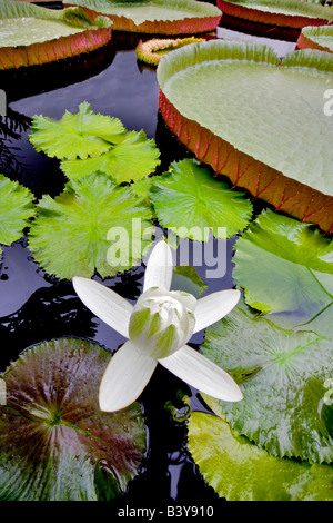 White tropical Lily Hughes water Garden Oregon Stock Photo - Alamy