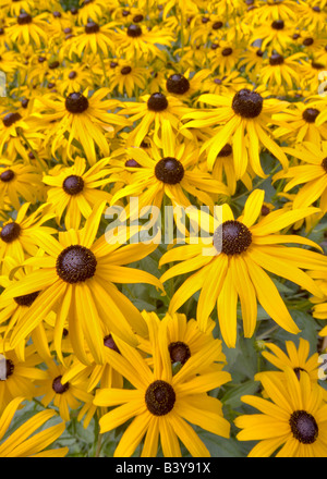 Black eyed Susan flowers Hughes Water Gardens Oregon Stock Photo