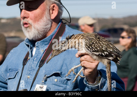 Greater Roadrunner being exhibited at educational program in San Diego County. Captured and released.Editorial use only. Stock Photo