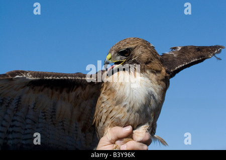 Red-tailed Hawk being exhibited at educational program in San Diego County.Captured and released. Stock Photo