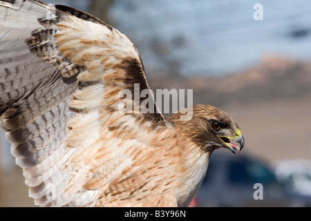 Red-tailed Hawk being exhibited at educational program in San Diego County.Captured and released. Stock Photo