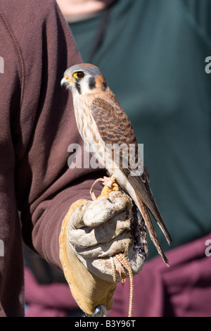 American Kestrel being exhibited at educational program in San Diego County.Captured and released. Stock Photo