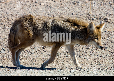 A coyote endures the late morning heat in Death Valley National Park Stock Photo