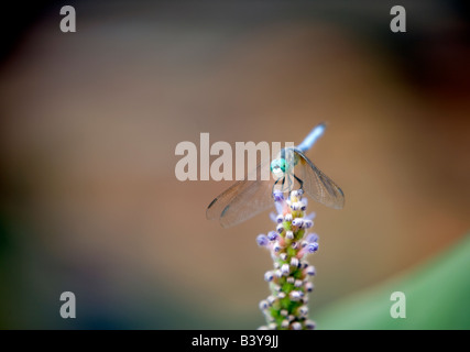 Dragon fly on flower stalk Huges Water Garden Oregon Stock Photo