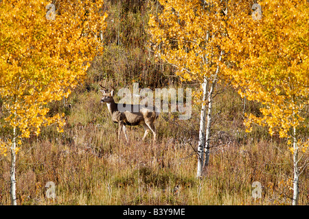 Buck deer with fall colored aspens Teton National Park WY Stock Photo
