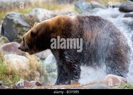 Grizzly bear shaking off water at Grizzly and Wolf Center West Yellowstone Montana Stock Photo