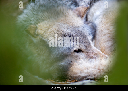 Wolf at Grizzly and Wolf Center West Yellowstone Montana Stock Photo