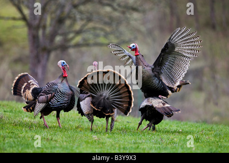 Wild Turkeys trying to mate Wildlife Safari Winston Oregon Stock Photo