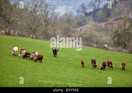 Meadow with animals at Wildlife Safari winston Oregon Watusi Cattle Zebras etc Stock Photo