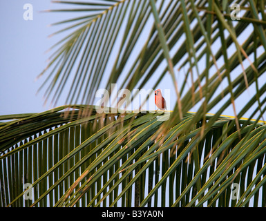 Northern Cardinal in palm tree Kauai Hawaii Stock Photo
