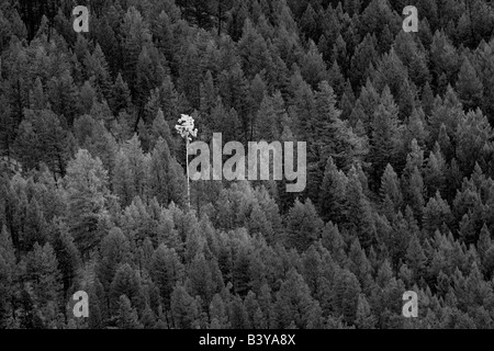 Lone fall colored aspen among evergreen forest. Wyoming Stock Photo